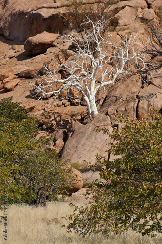 Sterculia quinqueloba tree growing on rocky hillside, Namibia