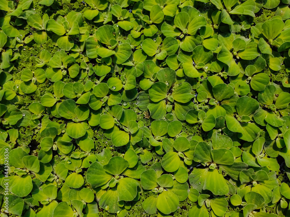Pistia is a genus of aquatic plant in the arum family, Araceae. It is the sole genus in the tribe Pistieae which reflects its systematic isolation within the family. Pistia is a genus of aquatic plant in the arum family, Araceae. It is the sole genus in the tribe Pistieae which reflects its systematic isolation within the family.
