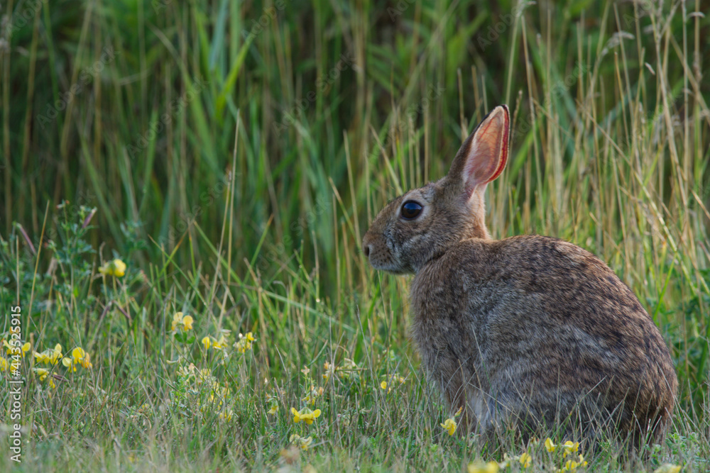 Fototapeta premium rabbit sitting in the grass field
