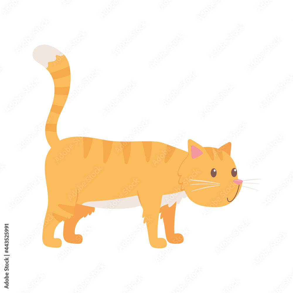yellow cat animal