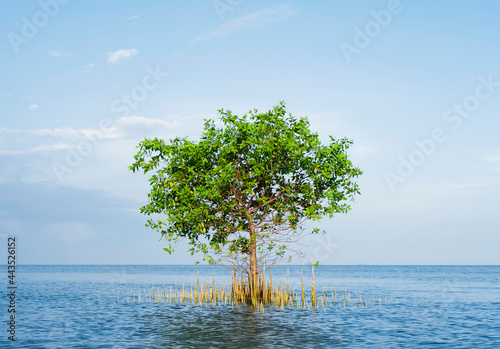 Beautiful tree in sea pastel color classic style natural landscape.