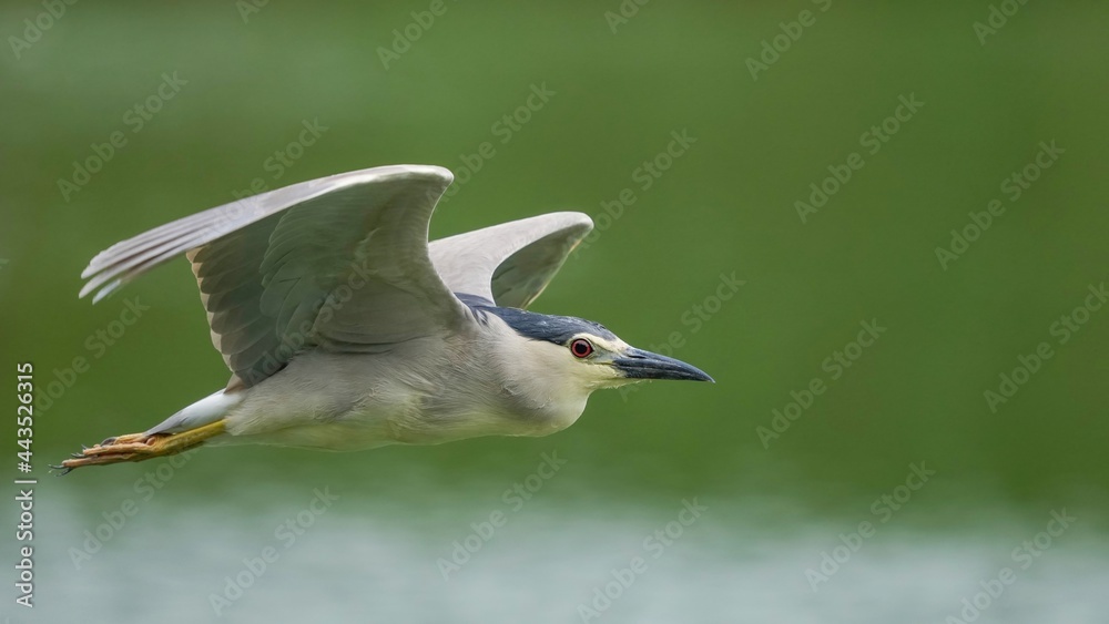 Obraz premium 新緑映す水面をバックに悠然と飛ぶゴイサギ
