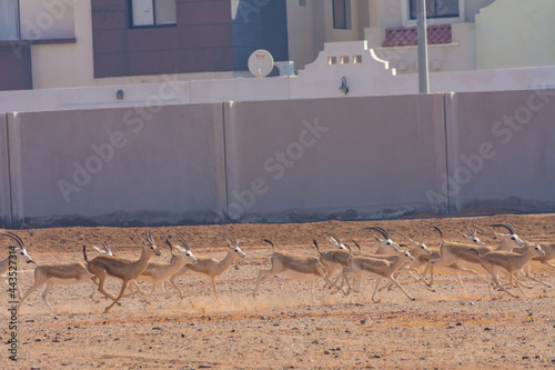 Arabian gazelle photo