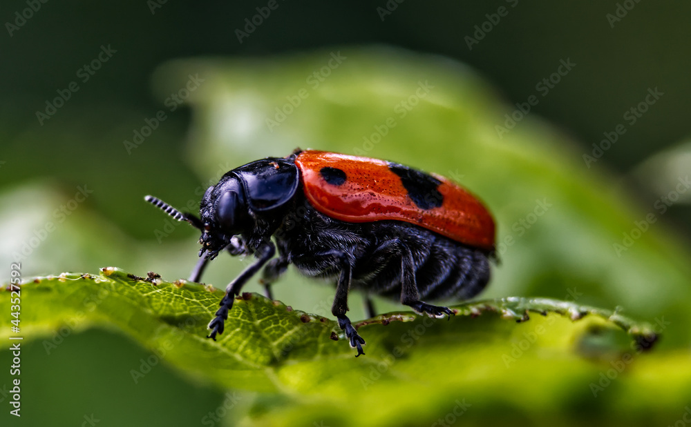 Fototapeta premium Ameisensackkäfer - Ameisen-Blattkäfer [Clytra laeviuscula]