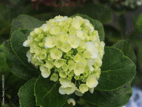 beautiful and romantic mountain hydrangea flowers,  colorful and exotic