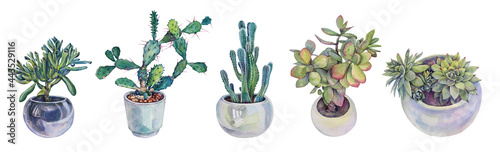 Set watercolor plant in pot succulent crassula ovata, cactus, opuntia isolated on white background. Hand-drawn botanical object for sticker, florist, wallpaper, textile, sketchbook, wrapping photo