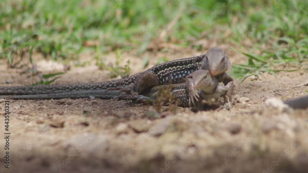 PAIR OF CARIBBEAN GROUND LIZARDS MATING NEAR THEIR BURROW PAIR OF CARIBBEAN GROUND LIZARDS MATING NEAR THEIR BURROW