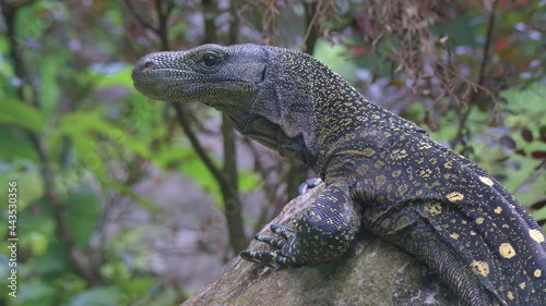 Crocodile Monitor Reptile Lying On Rocks At The Forest. - Close Up Shot photo