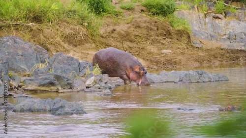 a hippo enters a pond and drinks water, while other hippos swim in the water in a hot African savane in a national park on a safari photo