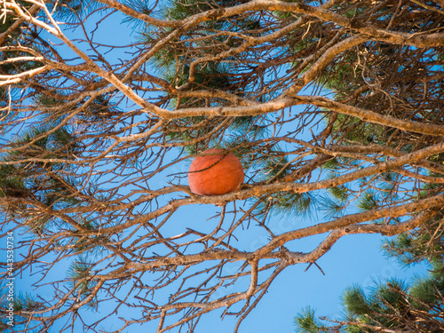 Basketball ball stuck on the top of the branch of tree in the park.