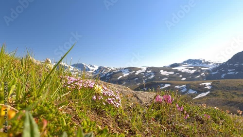 Pan shot of wild flowers with partly snow covered mountain range in the background -  in Norway  photo