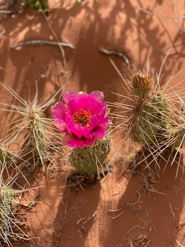 cactus in the desert
