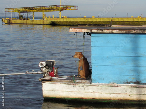 dog on the boat
