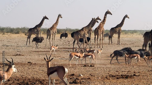 Wild animals congregate near a waterhole in Etosha National Park, northern Namibia, Africa.