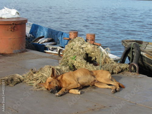 street dog