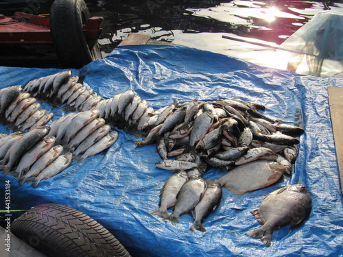 fish