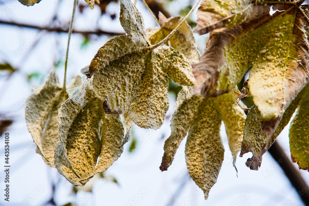 Fungal plant disease Powdery Mildew on a tomato leaf. White plaque on