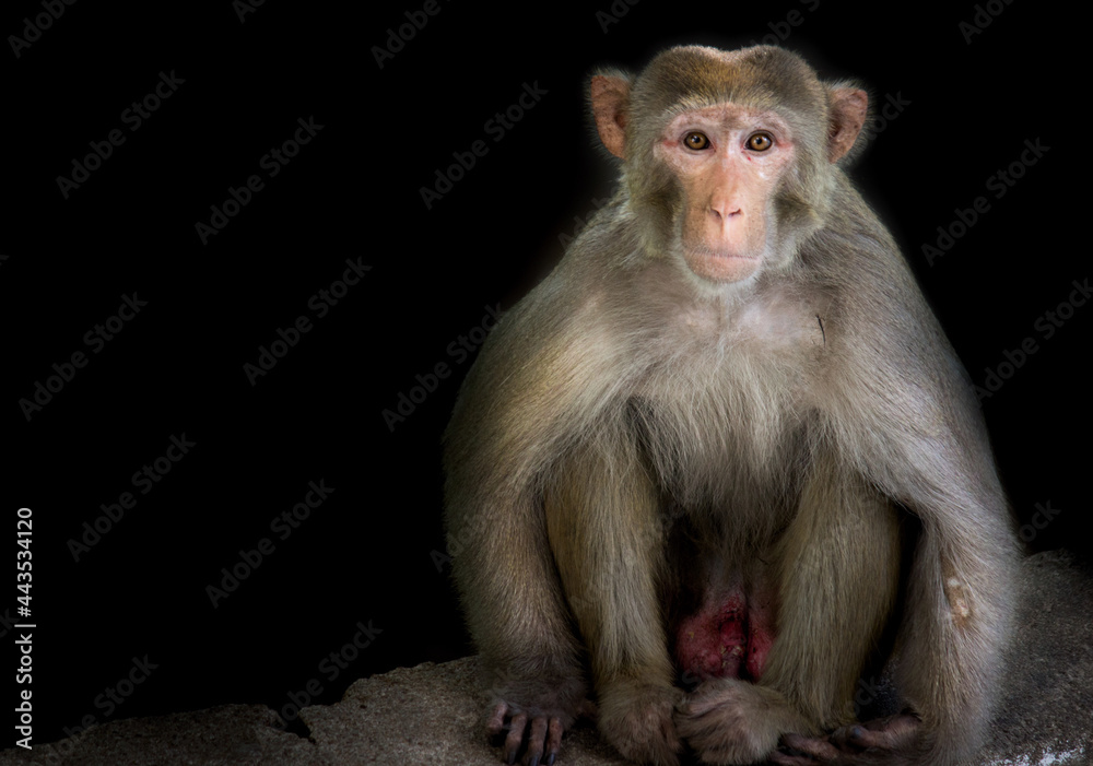 Rhesus macaques are familiar brown primates with red faces and rears. They have close-cropped hair on their heads, which accentuates their very expressive faces. Rhesus macaques are familiar brown primates with red faces and rears. They have close-cropped hair on their heads, which accentuates their very expressive faces.