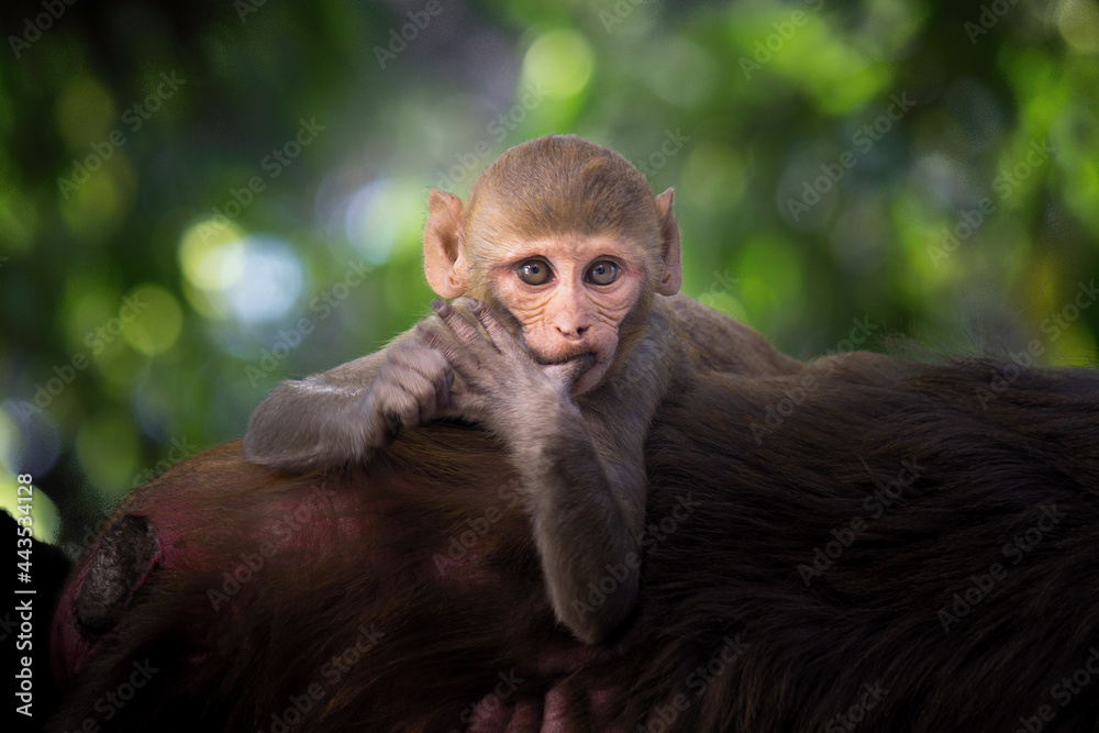 Rhesus macaques are familiar brown primates with red faces and rears. They have close-cropped hair on their heads, which accentuates their very expressive faces. Rhesus macaques are familiar brown primates with red faces and rears. They have close-cropped hair on their heads, which accentuates their very expressive faces.