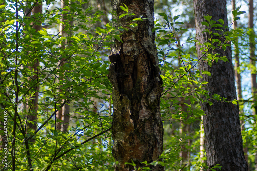 Obraz premium special trees, green forrest, germany