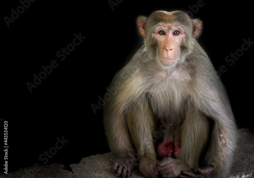 Rhesus macaques are familiar brown primates with red faces and rears. They have close-cropped hair on their heads, which accentuates their very expressive faces. © Robbie Ross