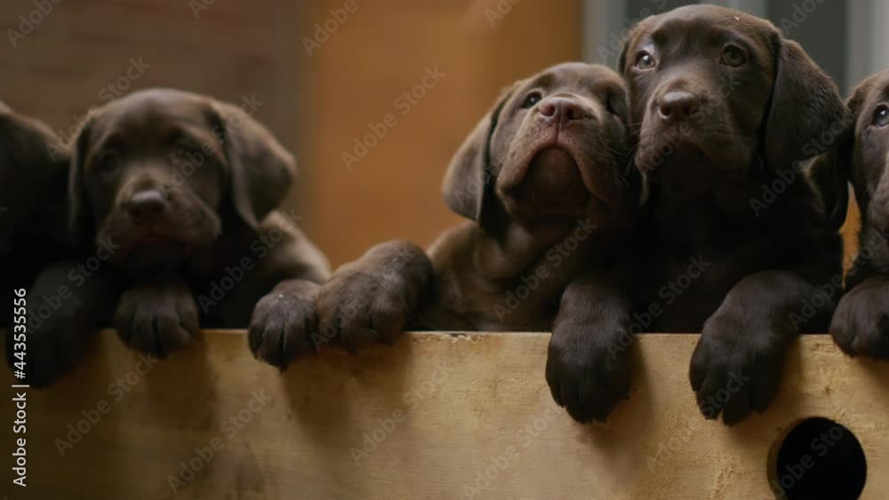Brown Labrador puppies looking over the fence Brown Labrador puppies looking over the fence