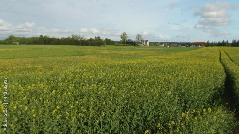 Aerial drone flying by yellow rape field. Aerial drone flying by yellow rape field.