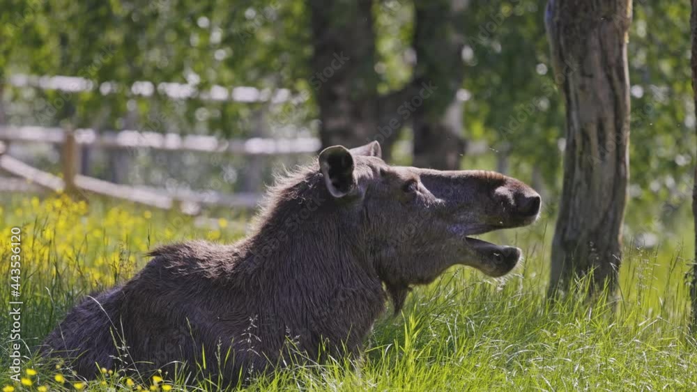 Female elk (Alces alces) yawning while lying on grass, closeview in slowmotion Female elk (Alces alces) yawning while lying on grass, closeview in slowmotion