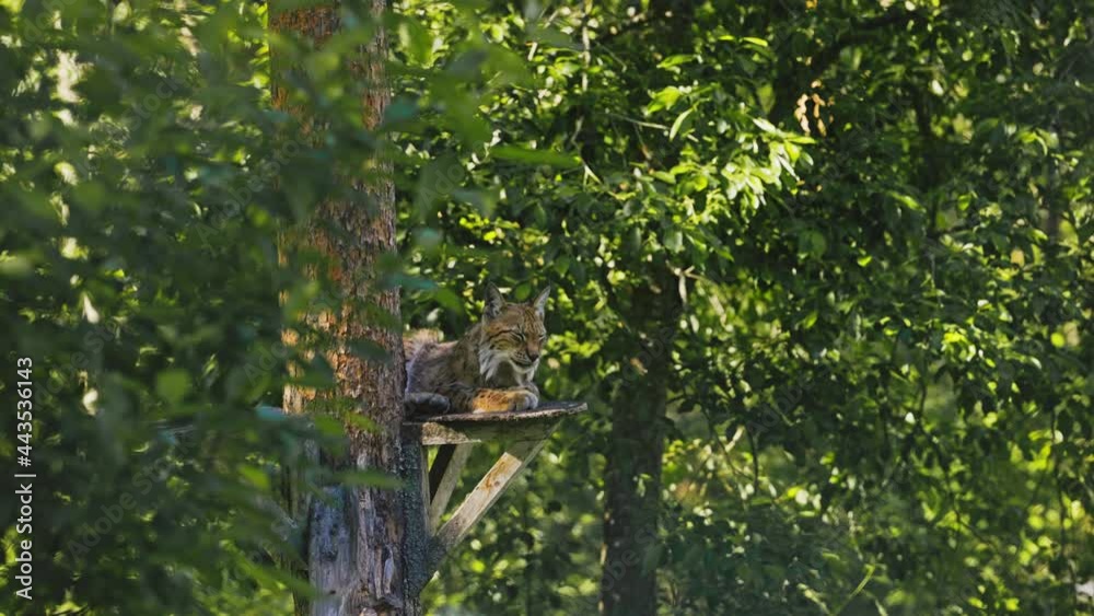 lynx sitting quietly on a platform among the trees. Endangered predator in natural environment lynx sitting quietly on a platform among the trees. Endangered predator in natural environment
