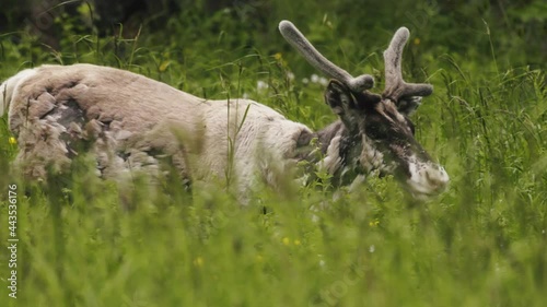 reindeer walking by a grassy field during summer time. slowmotion photo