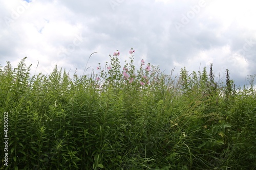 Summer landscape in the river valley.