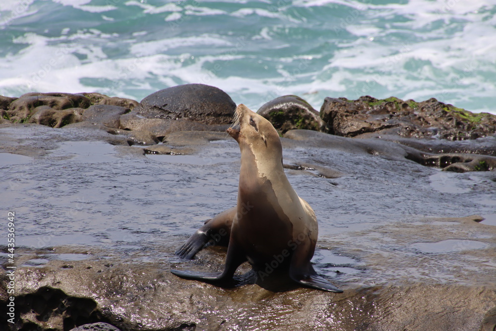 Fototapeta premium sea lion on rock cliff