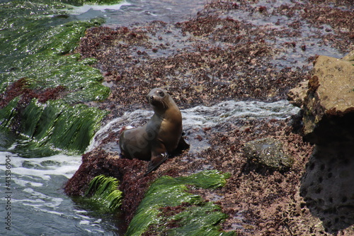sea lion on rock cliff