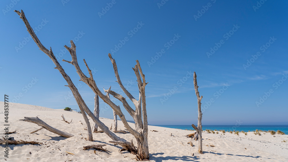 The wonderful white sand dunes of Porto Pino in Sardinia, Italy. Wild and uncontaminated environment. Tourist destination. Wonders of nature. Still life with dry plant trunks