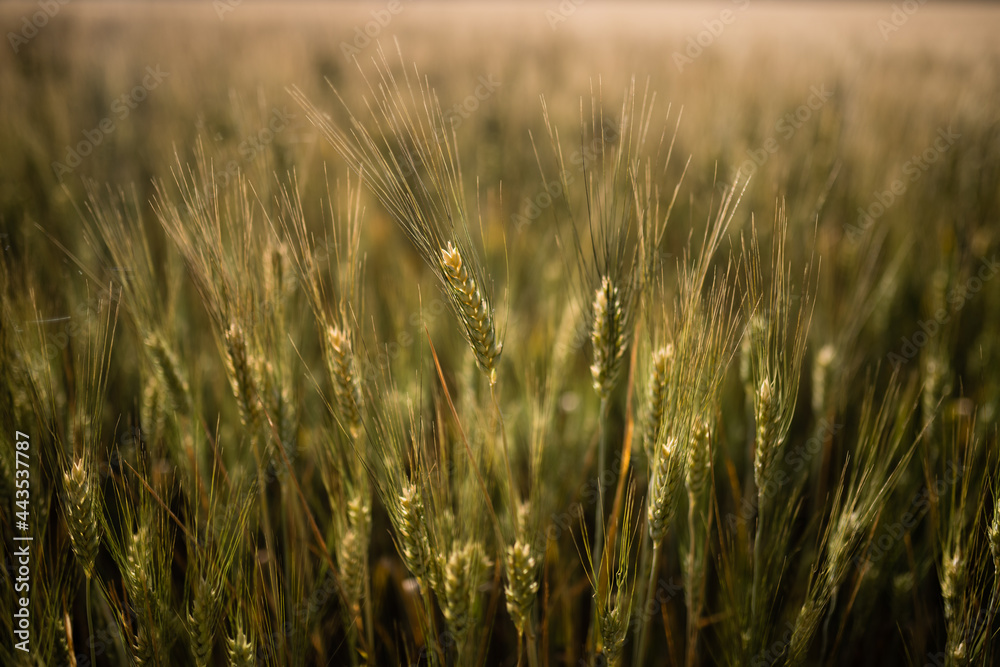 Obraz premium field of wheat