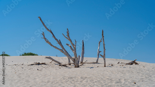 The wonderful white sand dunes of Porto Pino in Sardinia  Italy. Wild and uncontaminated environment. Tourist destination. Wonders of nature. Still life with dry plant trunks