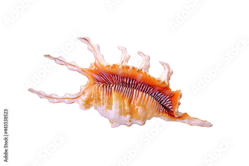Photos Shells, Sea shells : Lambis scorpius , common name the scorpian conch or scorpian spider conch, is a species of lagre sea snail