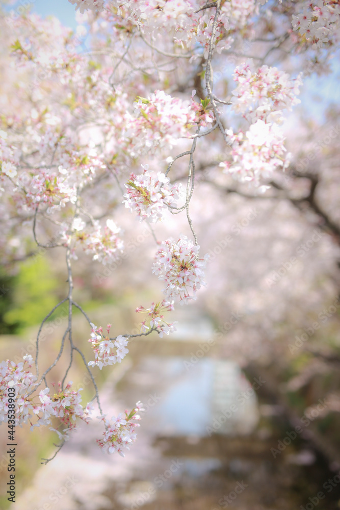 Obraz premium sakura