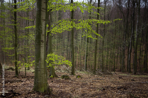 Fototapeta Naklejka Na Ścianę i Meble -  forest in spring