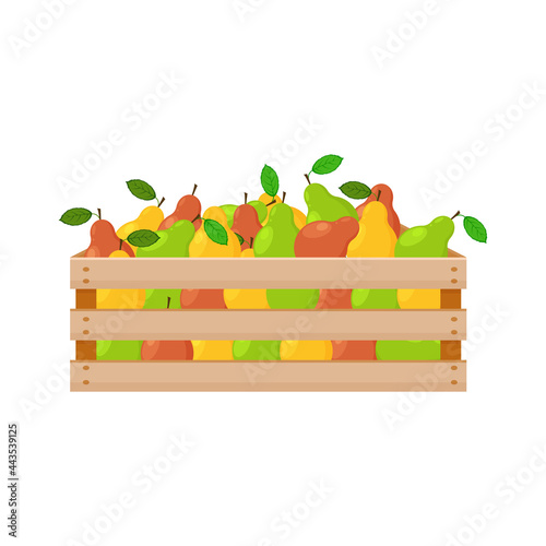 A bright summer illustration depicting a wooden box with ripe pears of green, red and yellow colors. The harvested harvest of juicy pears in a wooden box. Vector illustration