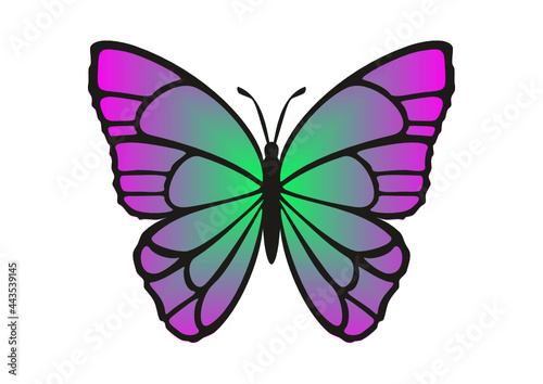 butterfly