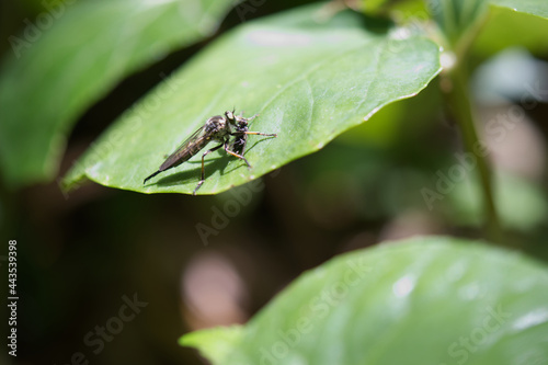 Robby fly facing to right is sucking the body fluid of small fly.