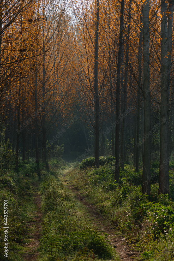 forest in autumn