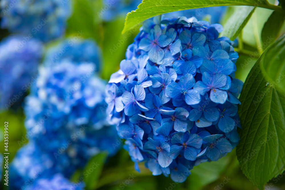 Hydrangea flower at the garden in Japan rainy day closeup Hydrangea flower at the garden in Japan rainy day closeup