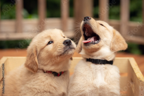golden retriever puppies