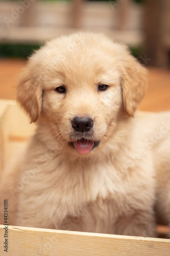 golden retriever puppy © Brandy