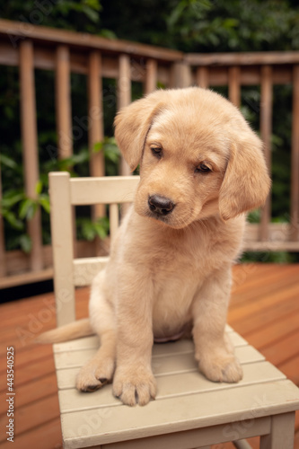 golden retriever puppy sitting on a chair 