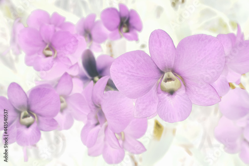 Art of the beautiful purple orchid flower close up use for abstract image for background.
