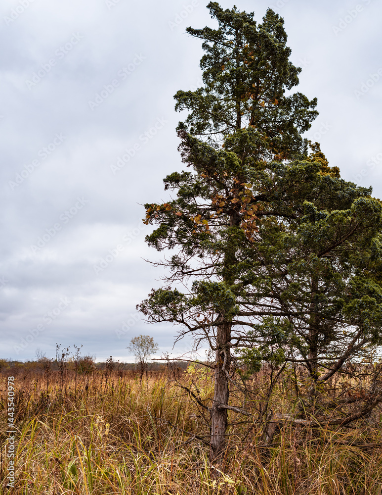 Fototapeta premium Wetland Tree