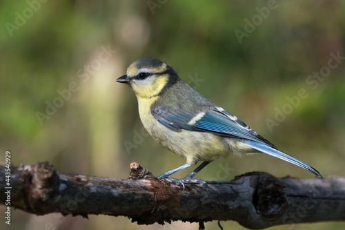 Side view of a cute juvenile blue tit bird sitting on a dry branch